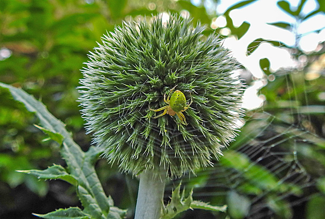 20230623 1161CPw [D~LIP] Kürbisspinne (Araniella cucurbitina), Bad Salzuflen