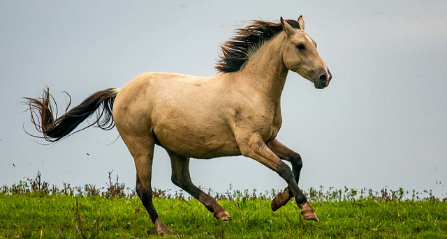 Wild horse