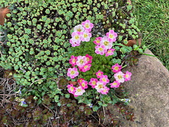 SaxifrageFairyApril2025