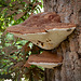 Ganoderma applanatum - Artist's Conk Fungi