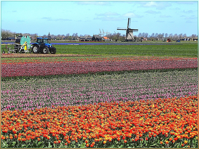 koningsdag 2015