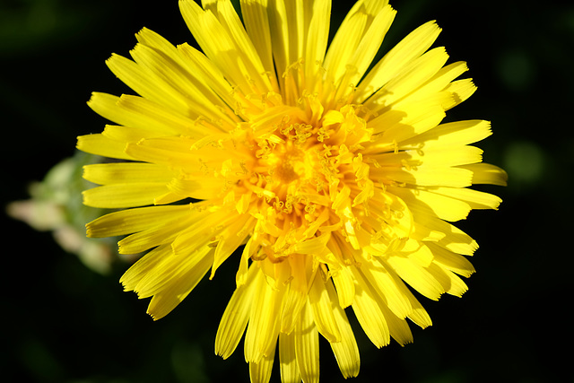 Dandelions are always out first