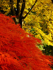 Herbstglühen
