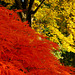 Herbstglühen