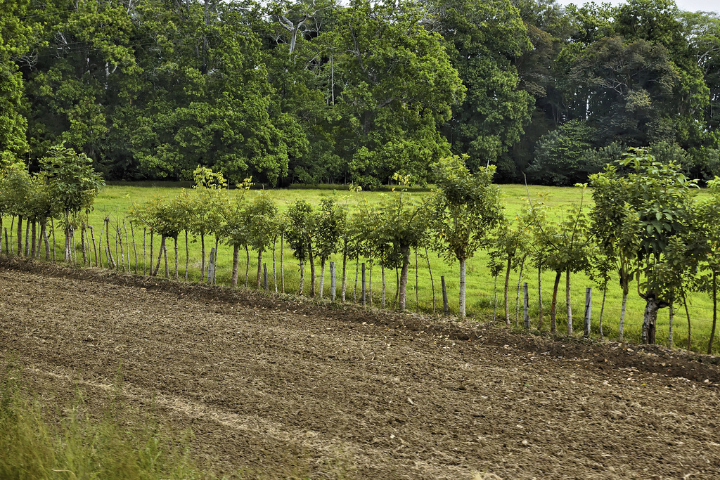 Living Fences from a Speeding Bus – Near Quepos, Puntarenas Province, Costa Rica