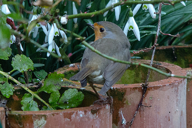 20150314 7347VRTw [D~RI] Rotkelchen (Erithacus rubecula), Rinteln