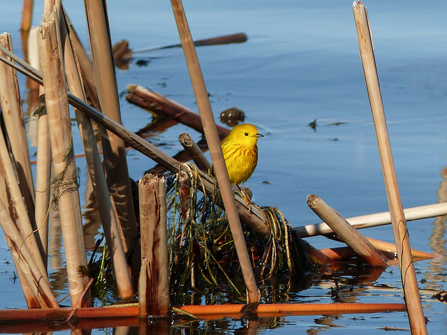 Yellow Warbler