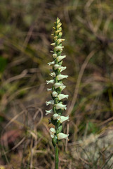 Spiranthes ochroleuca (Yellow Ladies'-tresses orchid)