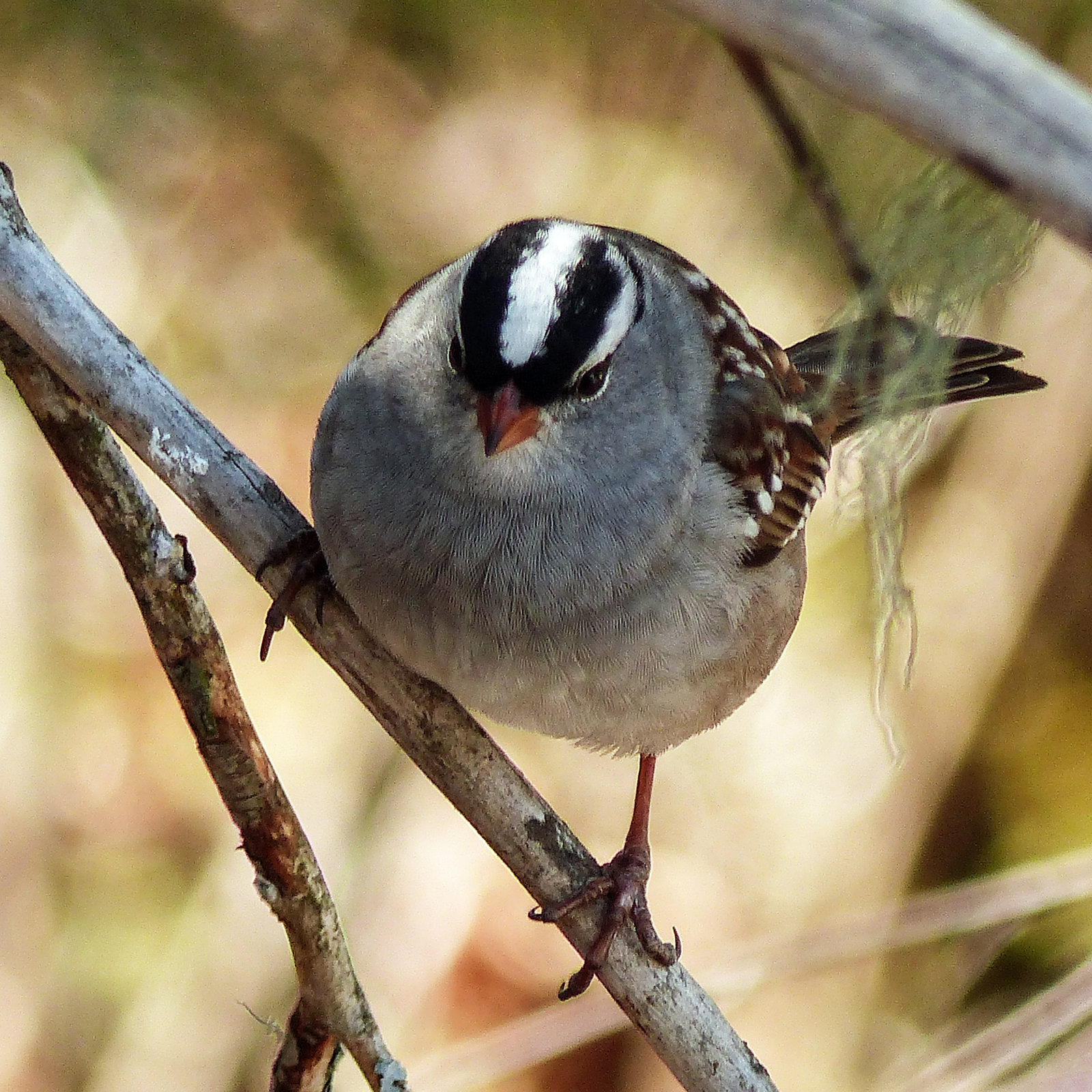 Day 7, White-crowned Sparrow, Tadoussac