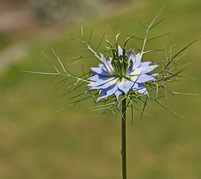 Love-in-a-Mist