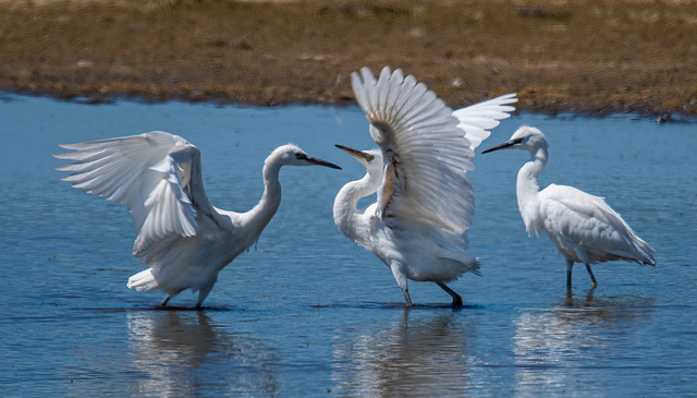 Little egrets