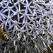 20190709 5369CPw [D~LIP] Honigbiene, Kugeldistel (Echinops bannaticus), Bad Salzuflen