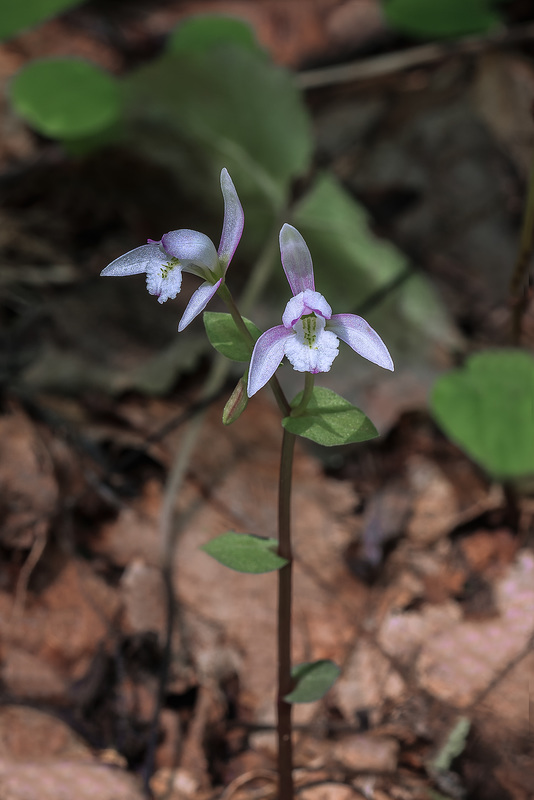 Triphora trianthophoros (Three-birds orchid)