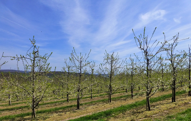 DE - Grafschaft - Birnenrundweg Lantershofen