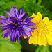 20210720 1842CPw [D~LIP]  <Kornblume (Centaurea cyanus), >Saat-Wucherblume (Glebionis segetum), Bad Salzuflen