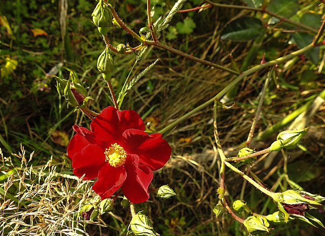 20210831 2775CPw [D~LIP] Raublättrige Rose Rosa marginata), UWZ, Bad Salzuflen