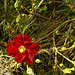 20210831 2775CPw [D~LIP] Raublättrige Rose Rosa marginata), UWZ, Bad Salzuflen