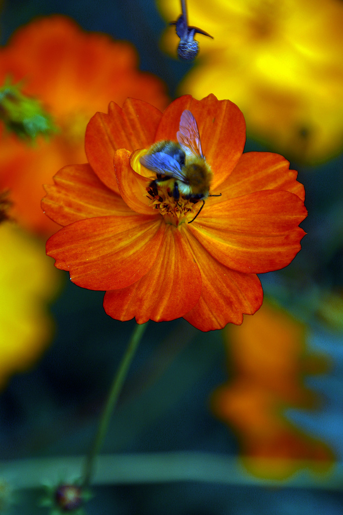 Butine les dernières fleurs ma grande , et n'oublie pas ta petite laine pour te protéger du froid .