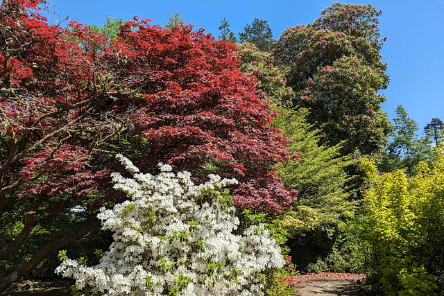 Summer Colours In Balloch Park