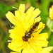 20230717 2272CPw [D~LIP] Kleinköpfiger Pippau, Breitfuß-Schwebfliege (Platycheirus scutatus), Bad Salzuflen