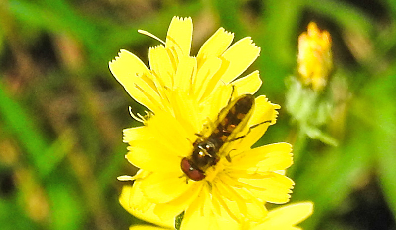 20230717 2272CPw [D~LIP] Kleinköpfiger Pippau, Breitfuß-Schwebfliege (Platycheirus scutatus), Bad Salzuflen