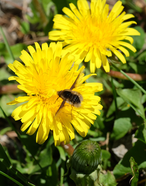 Year's first unidentified weird hover fly