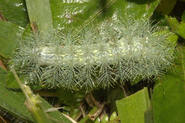 IMG 7393Caterpillar