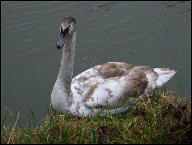 grown-up cygnet