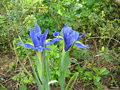 iris bleu