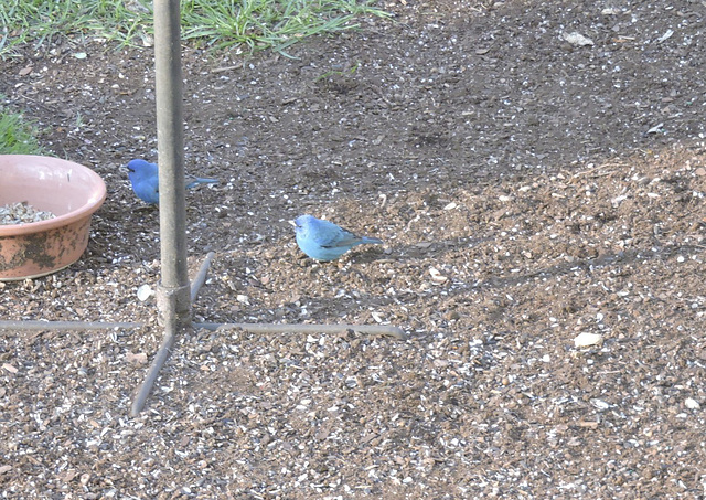 Indigo Buntings