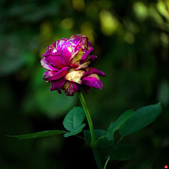Single rose...