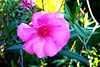 Flower in our garden
