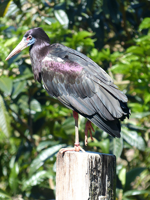 Abdim's Stork - 21 May 2019