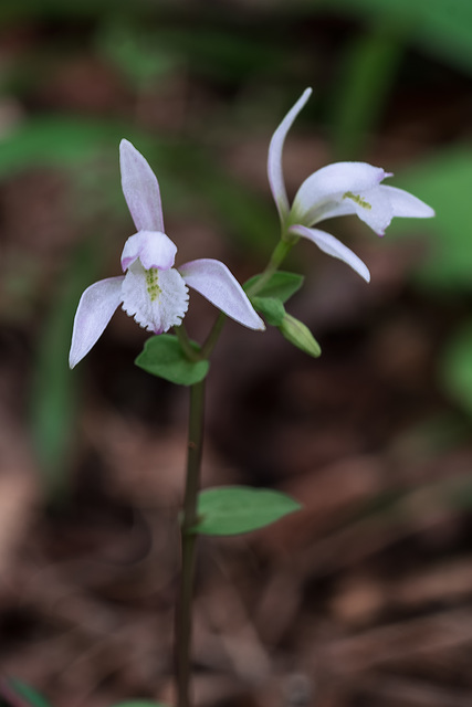 Triphora trianthophoros (Three-birds orchid)