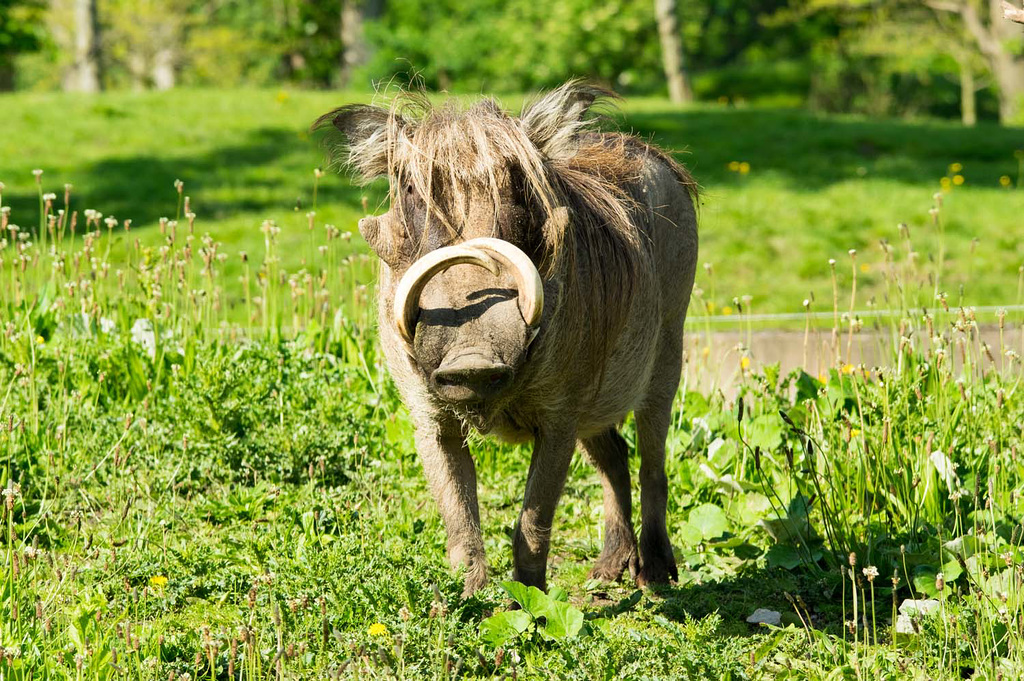 Warthog