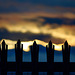 Sunset Fence 4