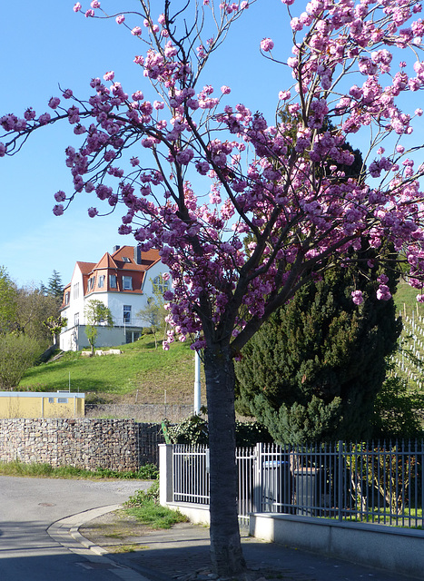 Endlich Frühling