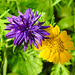 20210720 1843CPw [D~LIP]  <Kornblume (Centaurea cyanus), >Saat-Wucherblume (Glebionis segetum), Bad Salzuflen