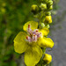 20210831 2776CPw [D~LIP] Schwarze Königskerze (Verbascum nigrum), UWZ, Bad Salzuflen