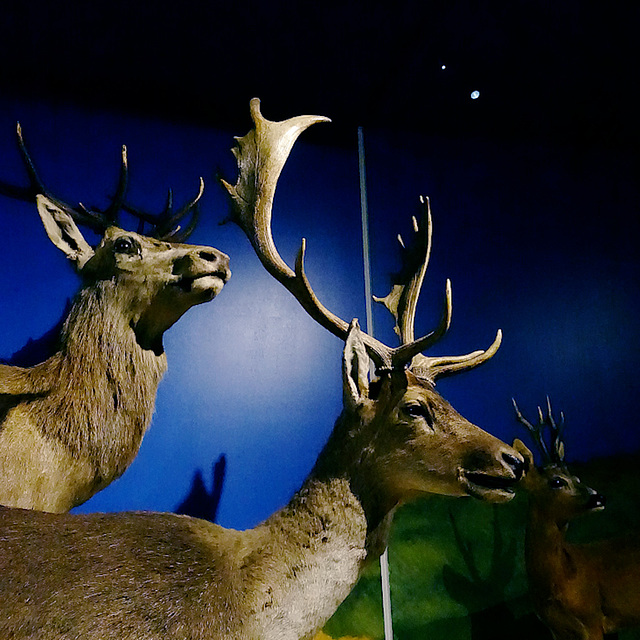 Museum d'Histoire Naturelle, Perpignan