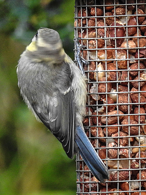 20230623 1162CPw [D~LIP] Blaumeise (Cyanistes caeruleus) [JV], Bad Salzuflen