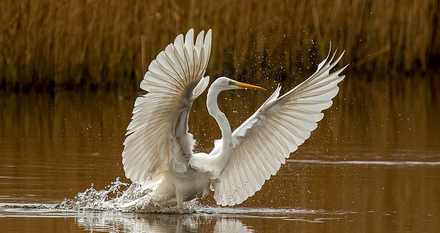 Great white egret (5)