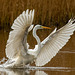 Great white egret (5)