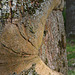 a Tree and its  wound
