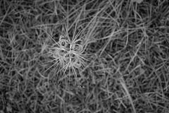 Spider lily
