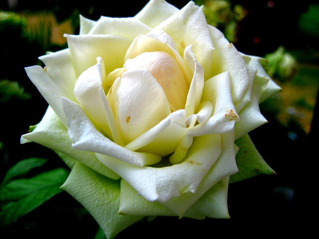 225/365 - Rose / (Rosaceae)