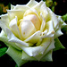 225/365 - Rose / (Rosaceae)