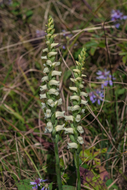 Spiranthes ochroleuca (Yellow Ladies'-tresses orchid)