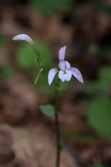 Triphora trianthophoros (Three-birds orchid)