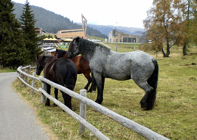 Pferde auf der Seiser Alm